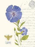 November Blue Chrysanthemum-Ariane Sarah-Art Print