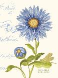 September Blue Aster-Ariane Sarah-Art Print