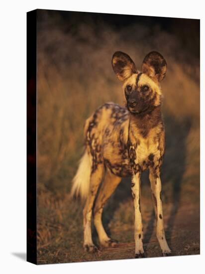 Arican Wild Dog Portrait (Lycaon Pictus) De Wildt, S. Africa-Tony Heald-Stretched Canvas