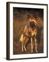 Arican Wild Dog Portrait (Lycaon Pictus) De Wildt, S. Africa-Tony Heald-Framed Photographic Print