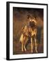 Arican Wild Dog Portrait (Lycaon Pictus) De Wildt, S. Africa-Tony Heald-Framed Photographic Print