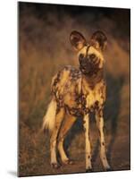 Arican Wild Dog Portrait (Lycaon Pictus) De Wildt, S. Africa-Tony Heald-Mounted Photographic Print