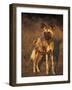 Arican Wild Dog Portrait (Lycaon Pictus) De Wildt, S. Africa-Tony Heald-Framed Photographic Print