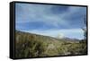 Arid Altiplano landscape, Sajama National Park, Bolivia-Anthony Asael-Framed Stretched Canvas