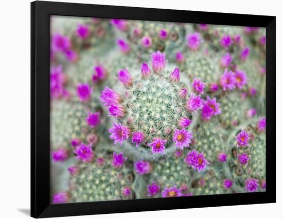 Arid Blooms-Assaf Frank-Framed Giclee Print