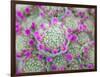 Arid Blooms-Assaf Frank-Framed Giclee Print