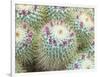 Arid Florals-Assaf Frank-Framed Giclee Print