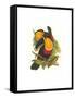 Ariel Toucan-John Gould-Framed Stretched Canvas