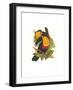 Ariel Toucan-John Gould-Framed Art Print