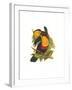 Ariel Toucan-John Gould-Framed Art Print