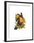 Ariel Toucan-John Gould-Framed Art Print