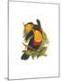 Ariel Toucan-John Gould-Mounted Art Print