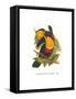 Ariel Toucan-John Gould-Framed Stretched Canvas