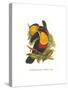 Ariel Toucan-John Gould-Stretched Canvas