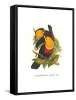 Ariel Toucan-John Gould-Framed Stretched Canvas