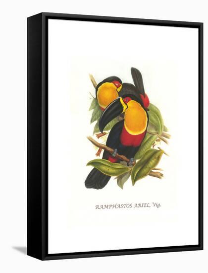 Ariel Toucan-John Gould-Framed Stretched Canvas