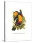Ariel Toucan-John Gould-Stretched Canvas