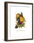 Ariel Toucan-John Gould-Framed Art Print