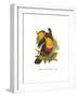 Ariel Toucan-John Gould-Framed Art Print