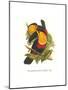 Ariel Toucan-John Gould-Mounted Art Print