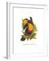 Ariel Toucan-John Gould-Framed Art Print