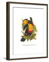 Ariel Toucan-John Gould-Framed Art Print