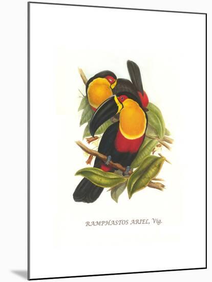 Ariel Toucan-John Gould-Mounted Art Print