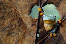 Flying Frog, Frogs, Tree Frog, Frogs, Flying Frog, Frog in Leaves, Tree Frog,-Arif Supriyadi-Photographic Print