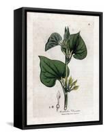 Aristoloche Clematite - Climbing Birthwort, Aristolochia Clematitis. Handcoloured Copperplate Engra-James Sowerby-Framed Stretched Canvas