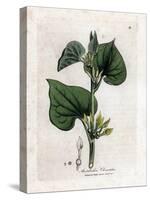 Aristoloche Clematite - Climbing Birthwort, Aristolochia Clematitis. Handcoloured Copperplate Engra-James Sowerby-Stretched Canvas