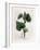 Aristoloche Clematite - Climbing Birthwort, Aristolochia Clematitis. Handcoloured Copperplate Engra-James Sowerby-Framed Giclee Print