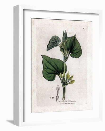 Aristoloche Clematite - Climbing Birthwort, Aristolochia Clematitis. Handcoloured Copperplate Engra-James Sowerby-Framed Giclee Print