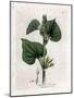 Aristoloche Clematite - Climbing Birthwort, Aristolochia Clematitis. Handcoloured Copperplate Engra-James Sowerby-Mounted Giclee Print