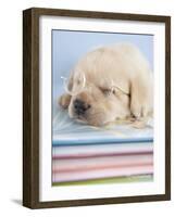 Aristotle-Rachael Hale-Framed Photographic Print