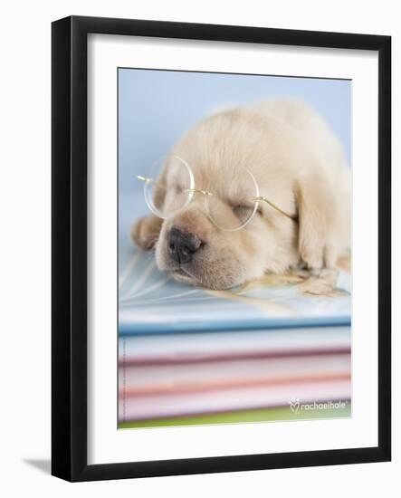 Aristotle-Rachael Hale-Framed Photographic Print