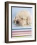 Aristotle-Rachael Hale-Framed Photographic Print