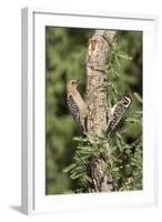 Arizona, Amado. Gila Woodpecker and Ladder-Backed Woodpecker on Tree-Wendy Kaveney-Framed Photographic Print