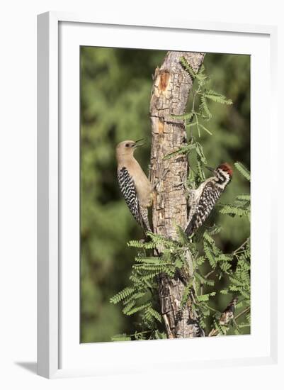 Arizona, Amado. Gila Woodpecker and Ladder-Backed Woodpecker on Tree-Wendy Kaveney-Framed Photographic Print