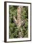 Arizona, Amado. Gila Woodpecker and Ladder-Backed Woodpecker on Tree-Wendy Kaveney-Framed Photographic Print