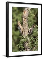 Arizona, Amado. Gila Woodpecker and Ladder-Backed Woodpecker on Tree-Wendy Kaveney-Framed Photographic Print