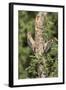 Arizona, Amado. Gila Woodpecker and Ladder-Backed Woodpecker on Tree-Wendy Kaveney-Framed Photographic Print