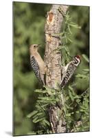 Arizona, Amado. Gila Woodpecker and Ladder-Backed Woodpecker on Tree-Wendy Kaveney-Mounted Photographic Print