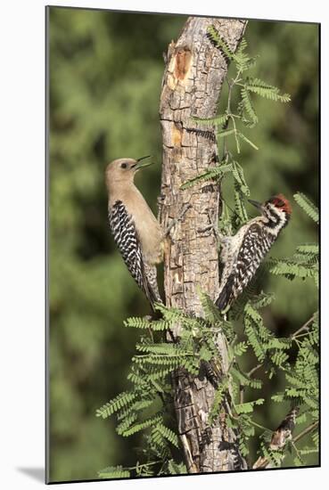 Arizona, Amado. Gila Woodpecker and Ladder-Backed Woodpecker on Tree-Wendy Kaveney-Mounted Photographic Print