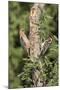 Arizona, Amado. Gila Woodpecker and Ladder-Backed Woodpecker on Tree-Wendy Kaveney-Mounted Photographic Print
