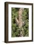 Arizona, Amado. Gila Woodpecker and Ladder-Backed Woodpecker on Tree-Wendy Kaveney-Framed Photographic Print