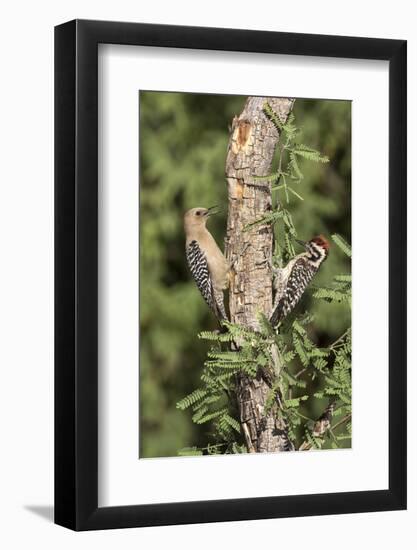 Arizona, Amado. Gila Woodpecker and Ladder-Backed Woodpecker on Tree-Wendy Kaveney-Framed Photographic Print