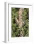 Arizona, Amado. Gila Woodpecker and Ladder-Backed Woodpecker on Tree-Wendy Kaveney-Framed Photographic Print