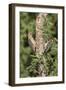 Arizona, Amado. Gila Woodpecker and Ladder-Backed Woodpecker on Tree-Wendy Kaveney-Framed Photographic Print