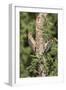 Arizona, Amado. Gila Woodpecker and Ladder-Backed Woodpecker on Tree-Wendy Kaveney-Framed Photographic Print