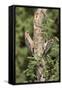 Arizona, Amado. Gila Woodpecker and Ladder-Backed Woodpecker on Tree-Wendy Kaveney-Framed Stretched Canvas